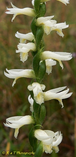 {Spiranthes magnicamporum}